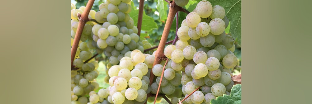 Sichere Stromversorgung für die Weinpresse