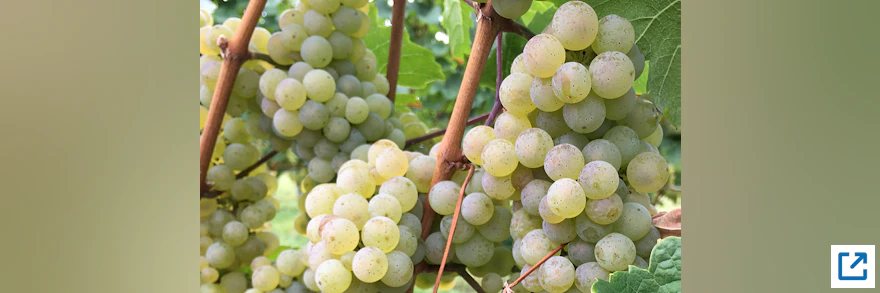 Sichere Stromversorgung für die Weinpresse